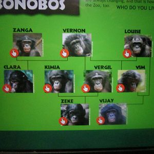 Jul. 2013 - Jungle Trails - Bonobo Family Tree