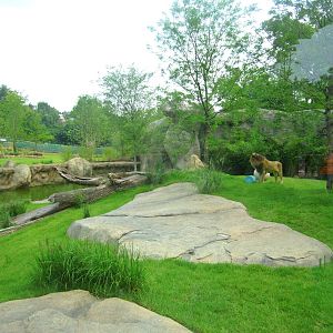 Jul. 2013 - Africa - Southeast African Lion Exhibit