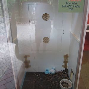 Jul. 2013 - Childrens Zoo - African Pygmy Falcon Nursery