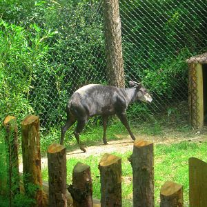 Jul. 2013 - Rhino Reserve - Yellow-backed Duiker