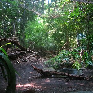 Jul. 2013 - Jungle Trails - Lesser Adjutant Stork Exhibit