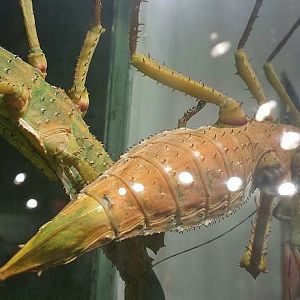 Jul. 2013 - World of the Insect - Giant Spiny Leaf Insects