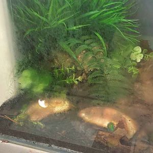 Jul. 2013 - World of the Insect - Green June Bug Exhibit