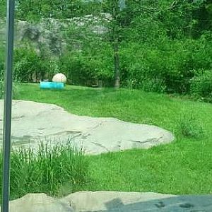 Jul. 2013 - Africa - Southeast African Lion Exhibit Panorama