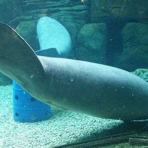 Jul. 2013 - Manatee Springs - Betsy