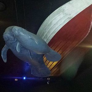 Jul. 2013 - Manatee Springs