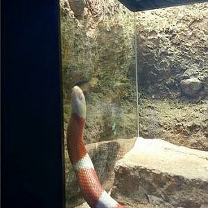 Jul. 2013 - Reptile House - Nelson's Milksnake
