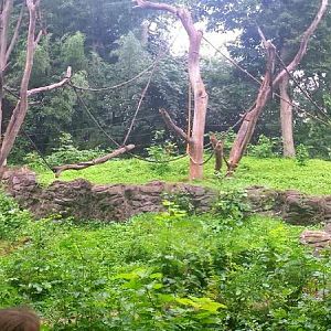 Jul. 2013 - Jungle Trails - Sumatran Orangutan + White-handed Gibbon Exhibi