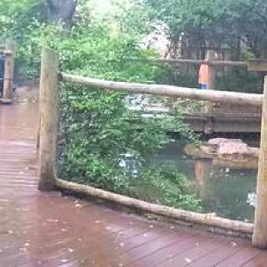 Jul. 2013 - Penguin Walkabout Panorama