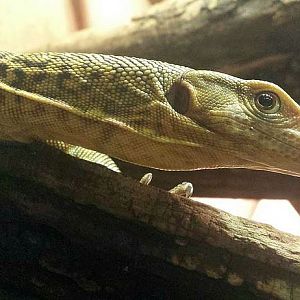 Jul. 2013 - Dragons! - Quince Monitor