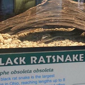 Jul. 2013 - Reptile House - Guess the Species