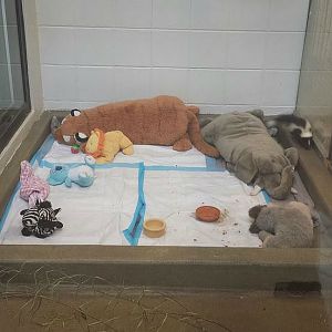 Jul. 2013 - Childrens Zoo - Striped Skunk Nursery