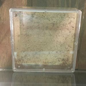 Jul. 2013 - World of the Insect - Brown Recluse Spider Exhibit