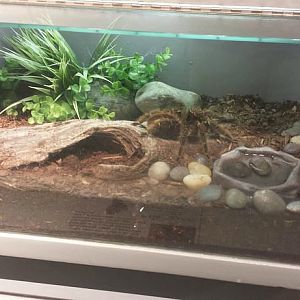 Jul. 2013 - World of the Insect - Brazilian Salmon Pink Tarantula Exhibit