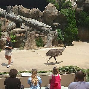 Jul. 2013 - Wings of Wonder - Emu