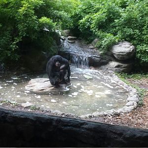 Jul. 2013 - Jungle Trails - Bonobo - Vijay