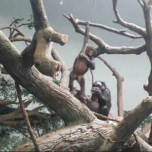 Jul. 2013 - Jungle Trails - Bonobos - Zeke + Louise