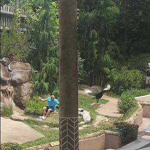 Jul. 2013 - Wings of Wonder - Hornbill Accident