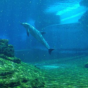 S.E.A. Aquarium - Dolphin Island