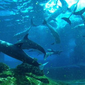 S.E.A. Aquarium - Dolphin Island