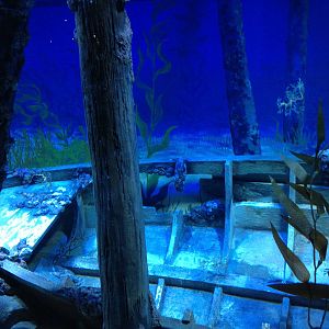 S.E.A. Aquarium - Seadragon exhibit