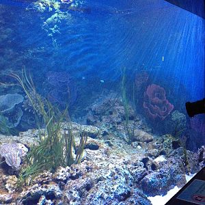 S.E.A. Aquarium - Straits of Malacca and Andaman Sea