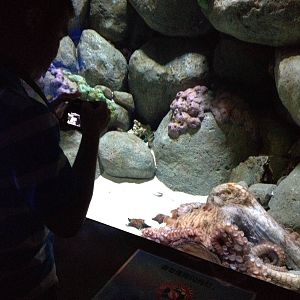 S.E.A. Aquarium - Ocean Journey