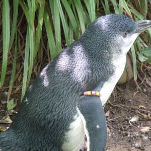 Little Blue Penguin