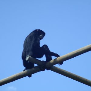 Siamang