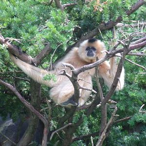 Buffed-Cheeked Gibbon