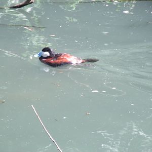 Ruddy Duck