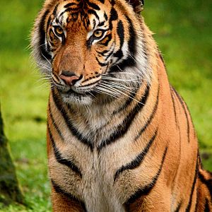 Pi, Sumatran x Bengal tiger