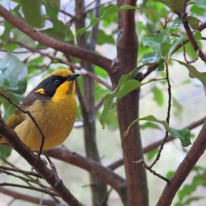Helmeted Honeyeater - Healesville Sanctuary 2013