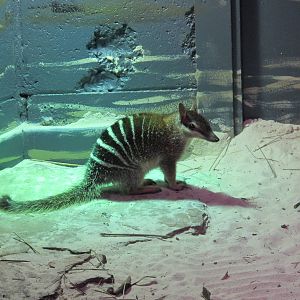 Numbat - Healesville Sanctuary 2013