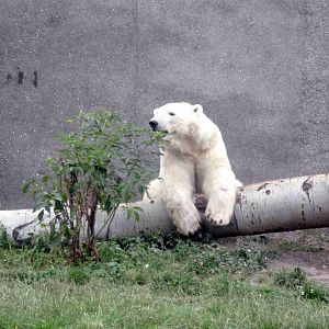 Vegetarian Polar Bear