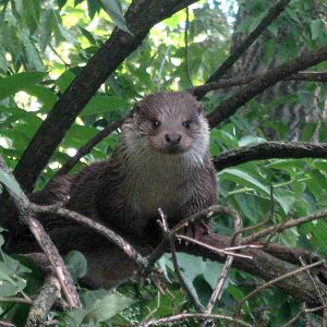Tree Otter