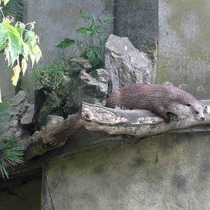 Common otter
