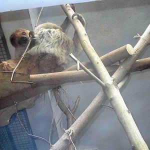 Southern two-toed sloth