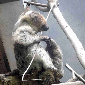 Southern two-toed sloth
