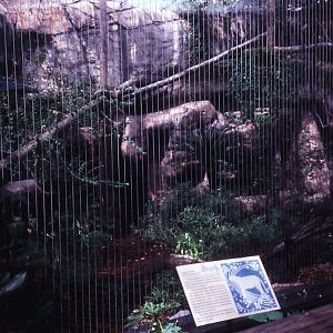 Leopard Exhibit - 1990