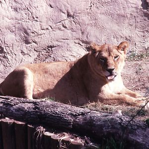 Lioness - 1990