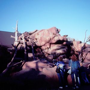 Guinea Baboon exhibit - 1987