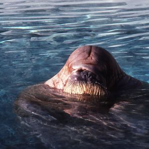 Olga the Walrus - 1987