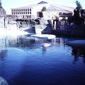 Walrus enclosure - 1987
