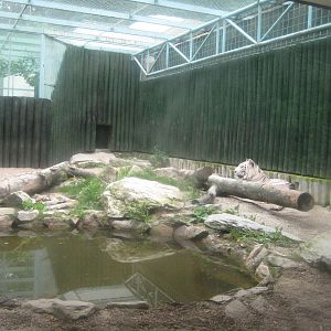 White Tiger exhibit