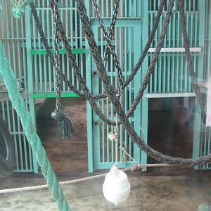 Orang Utan Inside Exhibit
