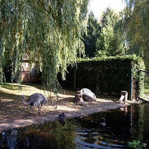 Walsrode Birdpark - Rhea exhibit