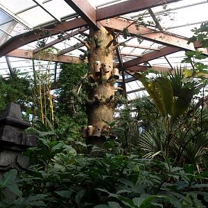 Walsrode Birdpark - Tropenwaldhalle