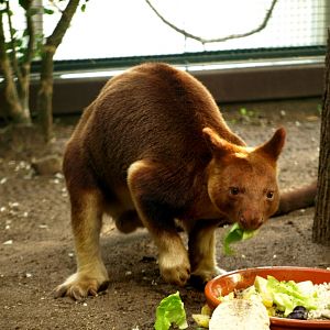 Walsrode Birdpark - Tropenwaldhalle