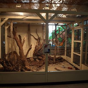 Walsrode Birdpark - Ring-tailed mongooses